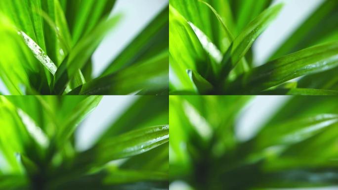 孤立在白色背景上的新鲜绿色香兰叶的特写