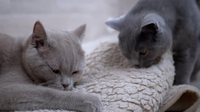两只漂亮的灰色英国猫用舌头舔白色羊毛地毯。家庭宠物