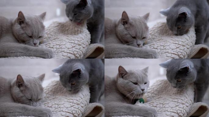 两只漂亮的灰色英国猫用舌头舔白色羊毛地毯。家庭宠物