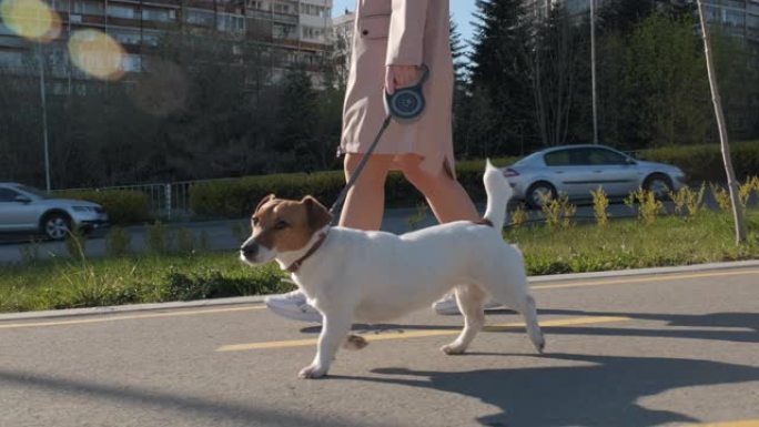 狗杰克罗素梗犬在日落时与女人沿着小巷绿草散步慢动作镜头耀斑，在公园春天的居民楼旁边的高速公路旁