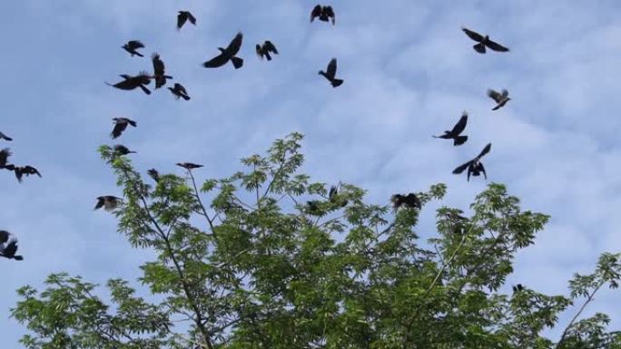 慢动作乌鸦在飞翔
