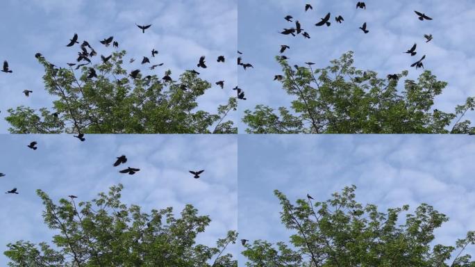 慢动作乌鸦在飞翔