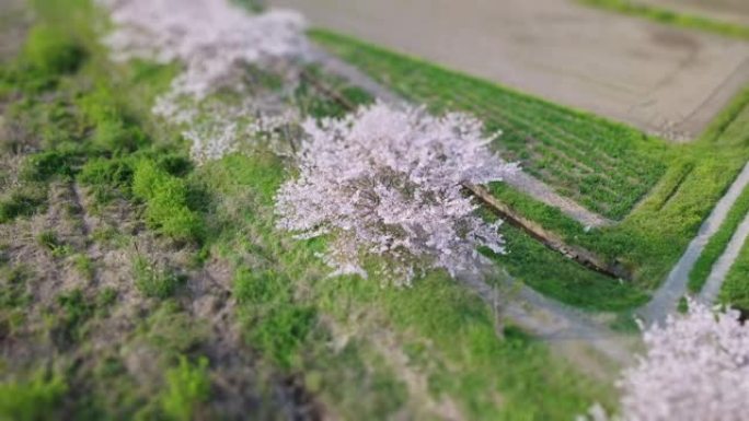 盛开樱花的微型伪造航拍镜头。兴趣点。一排樱桃树。日本的春天。