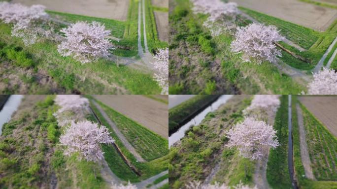 盛开樱花的微型伪造航拍镜头。兴趣点。一排樱桃树。日本的春天。