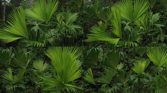 全景，在热带雨林中环绕着Toquilla palm，Carludovica palmata的一堆棕榈
