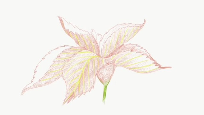 Acalypha Wilkesiana或Jacob的外套植物的插图素材