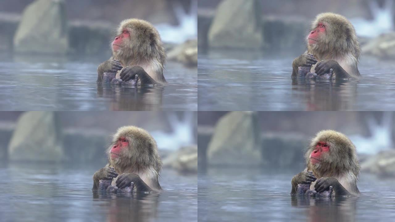 Jigokudani的慢动作，雪猴在日本天然温泉中沐浴