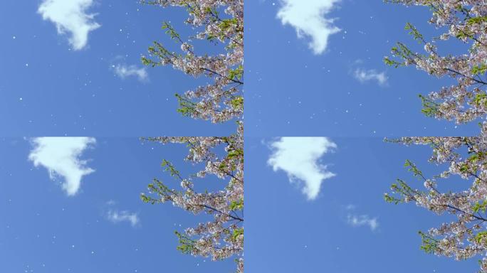 樱花花瓣在蓝天中翱翔