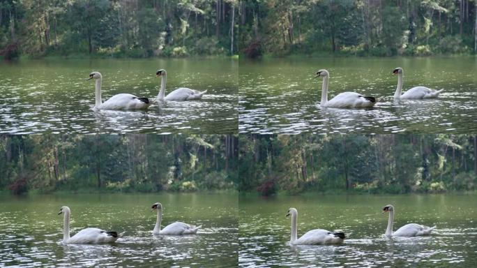两只白天鹅在湖中游泳