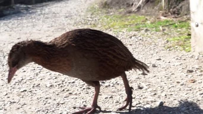 野生Weka，新西兰本土濒危鸟类