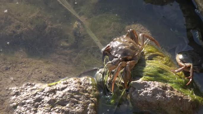 浑浊水中的螃蟹