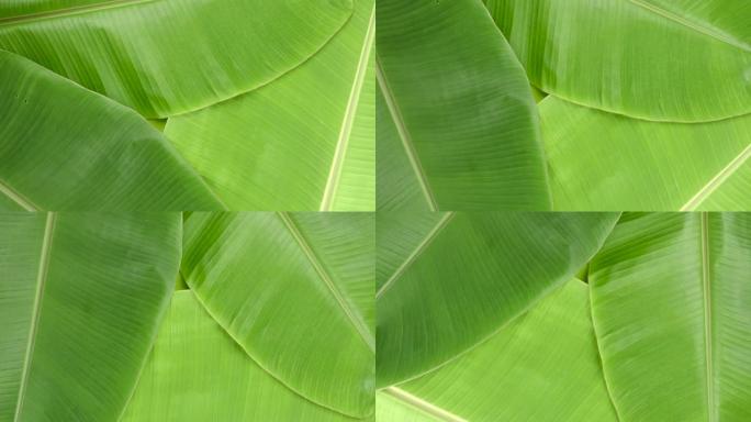 旋转绿色香蕉叶表面