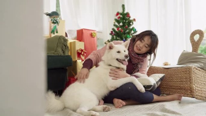 多莉的视频拍摄于圣诞节那天，一位美丽的亚洲妇女在客厅里与她的秋田犬逗弄。
