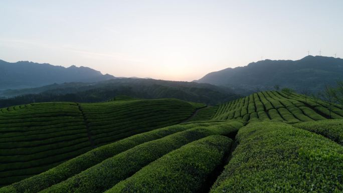 武陵山区有机茶园日出延时4K