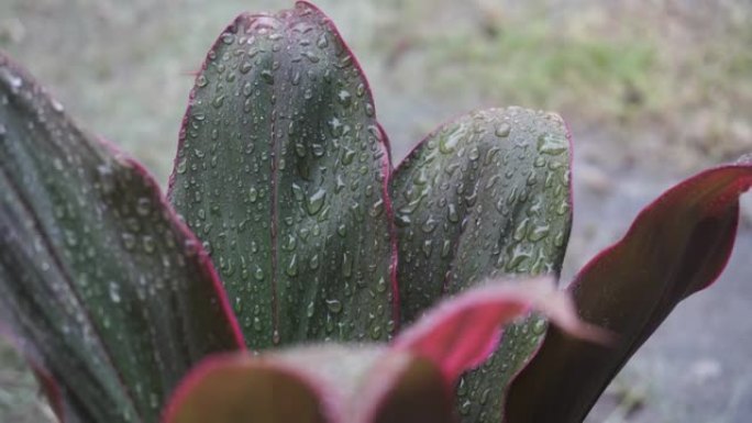 雨滴中的绿叶特写。热带雨