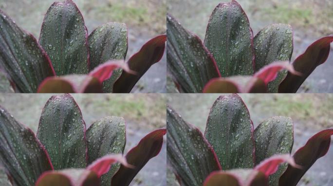 雨滴中的绿叶特写。热带雨