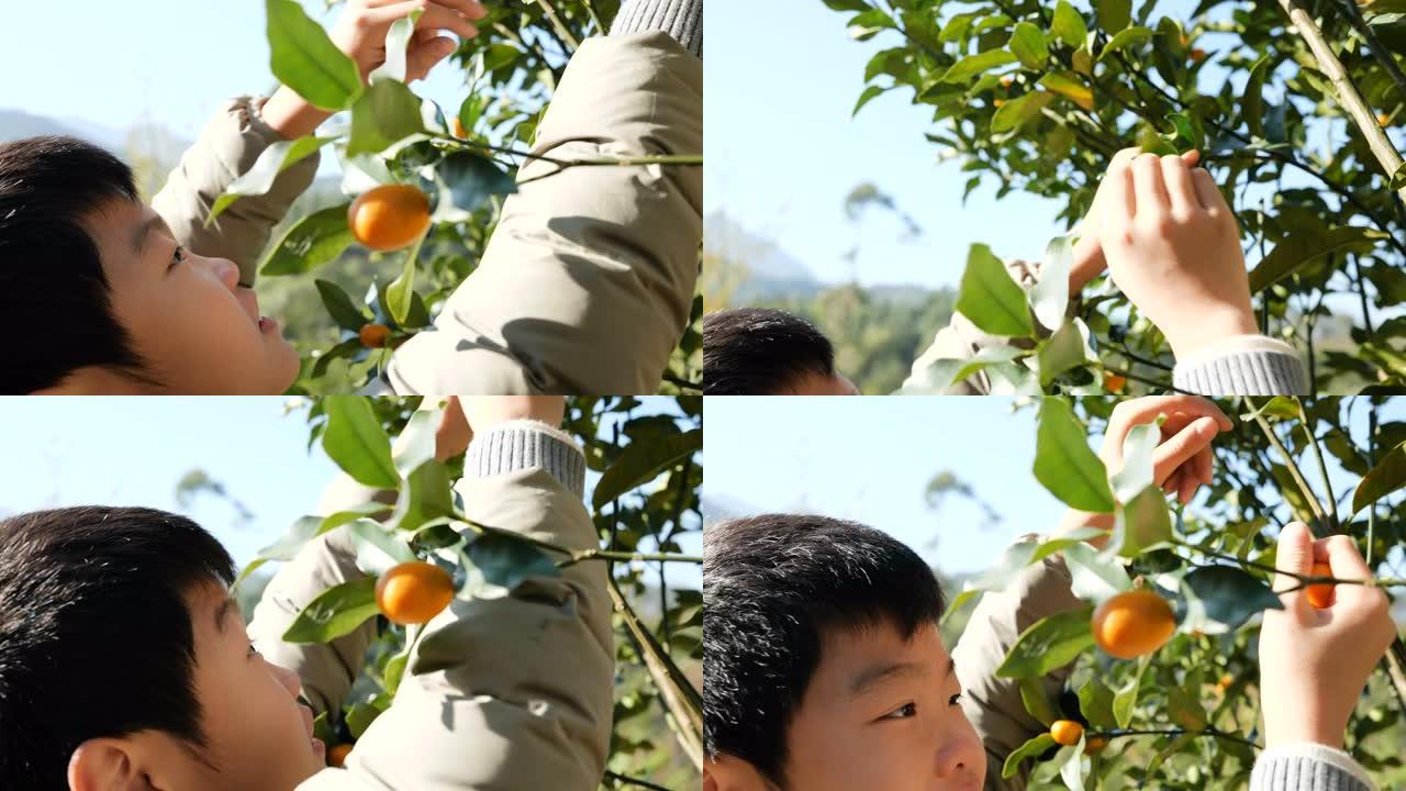 小男孩在采摘金橘果实