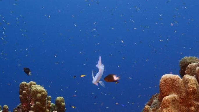 加勒比海，库拉索岛的珊瑚礁绿松石海水中的海景，带有蓝塘，鱼和珊瑚