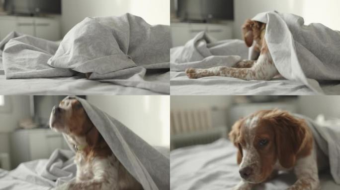可爱的狗躺在床上盖着毯子的特写
