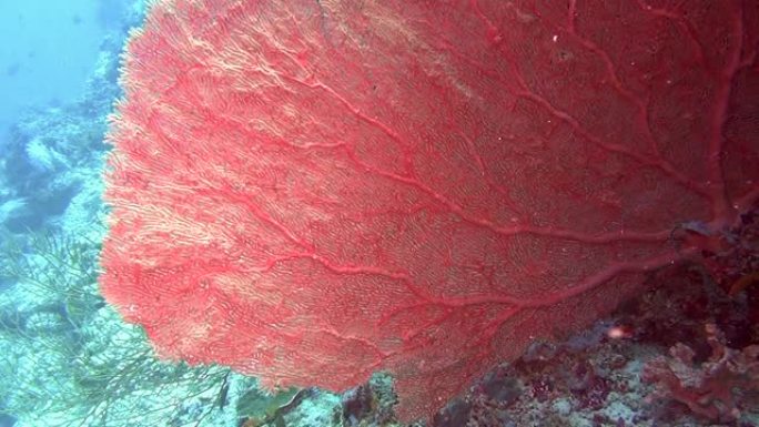 马尔代夫海中水下的红色珊瑚。