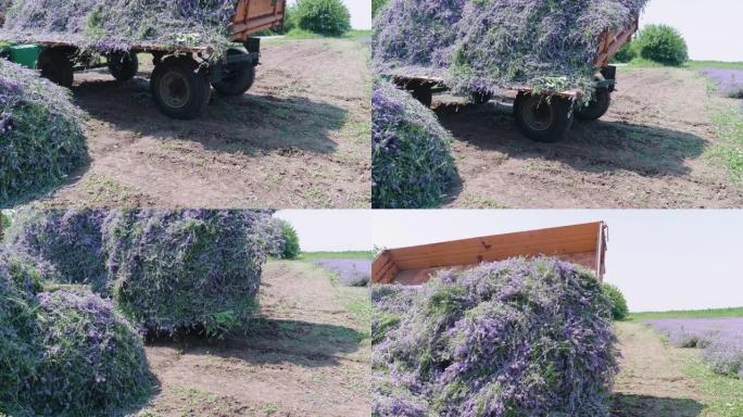 在晴朗的晴天，薰衣草在有机农场收获。拖拉机收割庄稼。在保加利亚拍摄。农业
