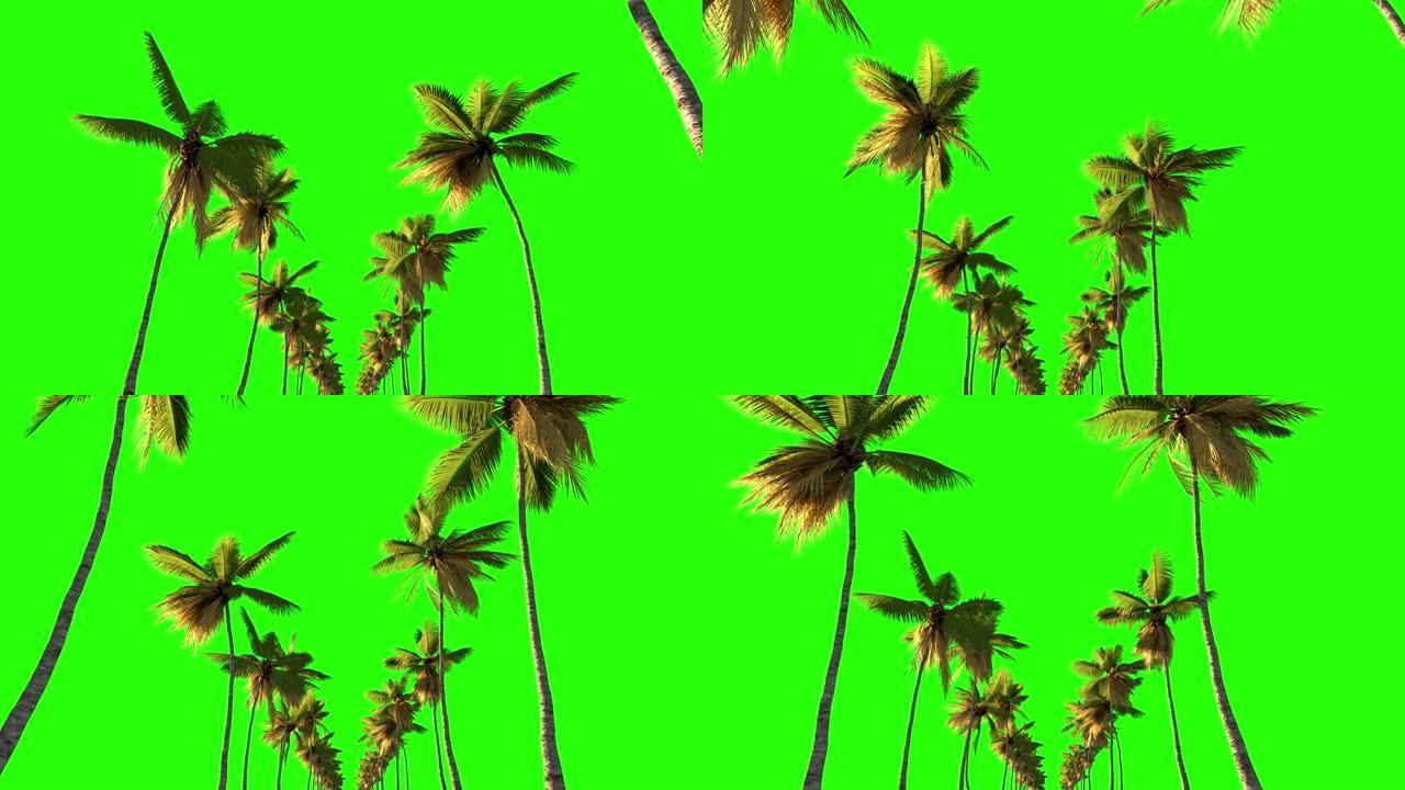 相机沿着绿色背景上的棕榈树沿路的运动。海边附近的键掌的3d动画。