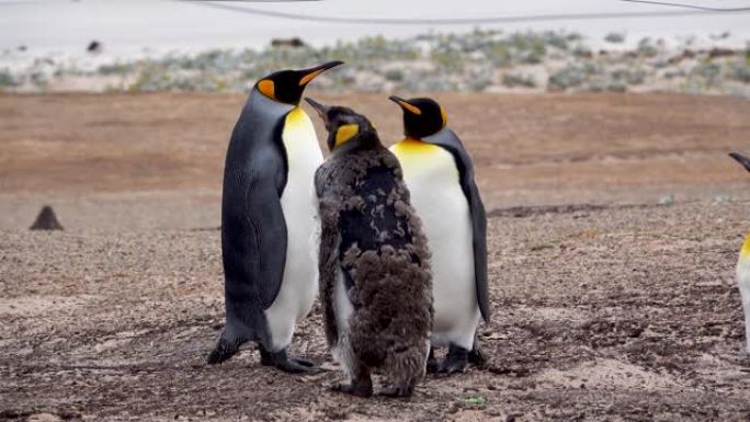 三只国王企鹅在沙滩上睡觉，一只摇着头，一只掉下羽毛，一只静止不动。