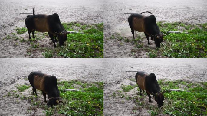 泰国海滩上的斗牛