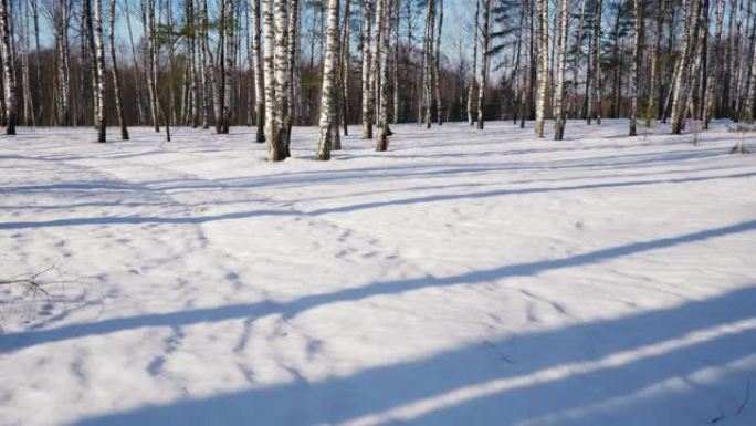 冬季森林中的晴天冬天冬日积雪白雪冰天雪地