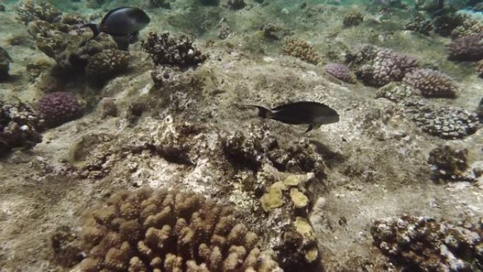 珊瑚礁的奇妙水下世界