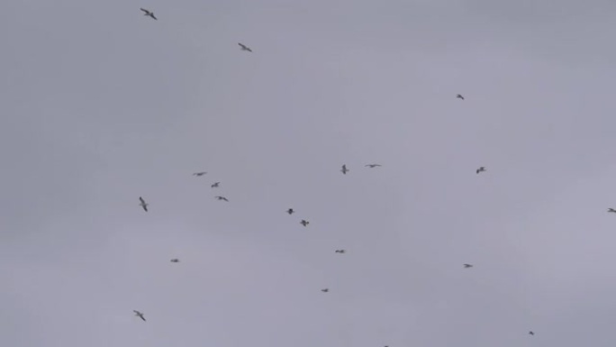 4k慢动作60fps天空上的海鸥群