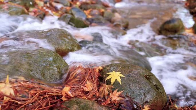 秋天的风景在森林中流动着水流，专注于岩石上的黄色枫叶，4k慢动作b滚动镜头。