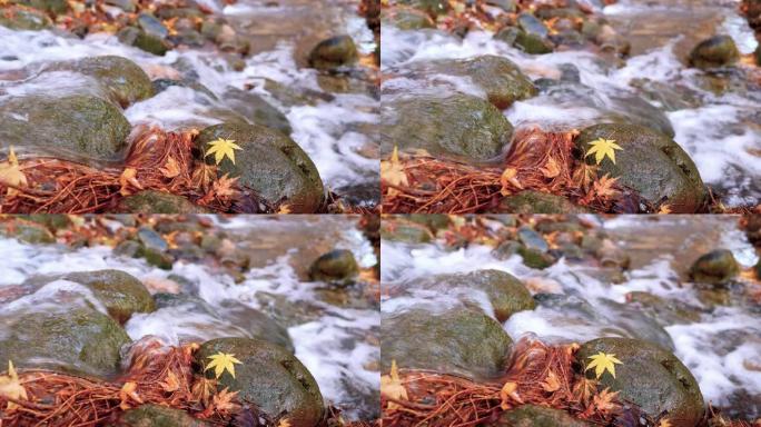 秋天的风景在森林中流动着水流，专注于岩石上的黄色枫叶，4k慢动作b滚动镜头。