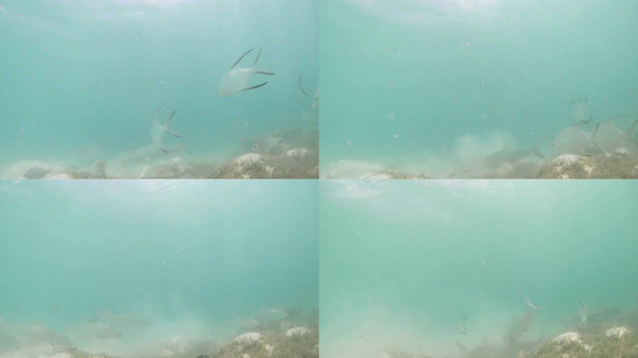 骨鱼和大po鱼trachinotus goodei鱼在浅水中吃甲壳类动物