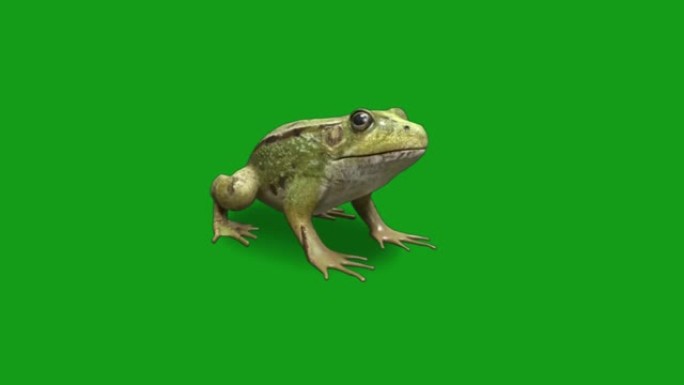 绿色屏幕背景的青蛙运动图形
