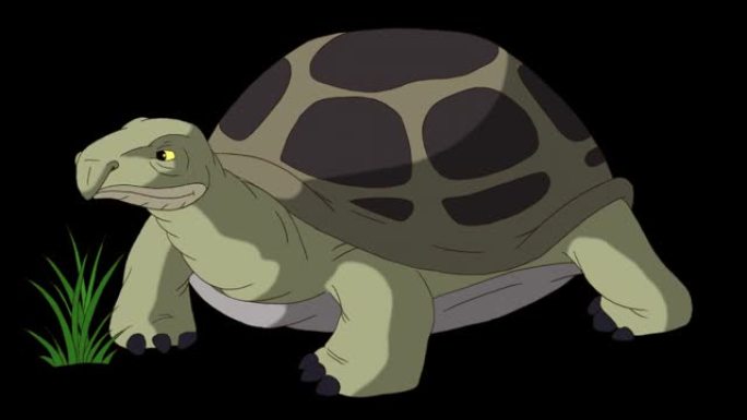 大型灰象龟吃草阿尔法伴侣