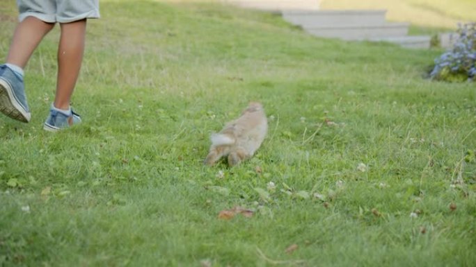 亚洲小男孩试图在公园的草地上喂兔子，夏天的童年自然