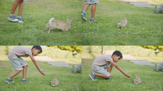 亚洲小男孩试图在公园的草地上喂兔子，夏天的童年自然