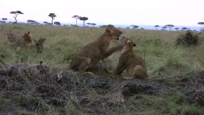 雨停后，两只小狮子一起玩耍