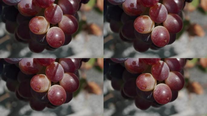 红色的成熟葡萄