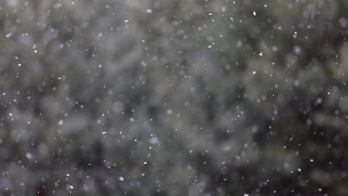 绿松枝背景下落雪的延时摄影