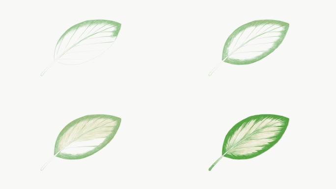 新鲜卡拉西亚Picturata叶子的插图素材