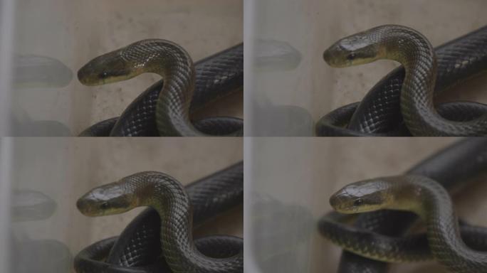 美丽的宠物蛇，美丽的玉米蛇的特写照片。