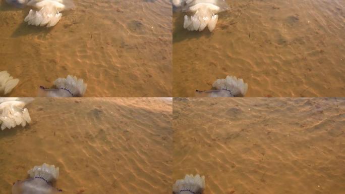 死水母在岸边游泳。生态。风暴过后的海洋生物