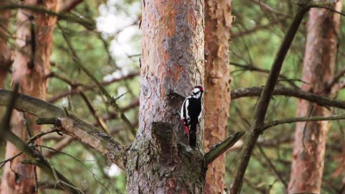 一只黑白色红色的森林鸟坐在树干上。