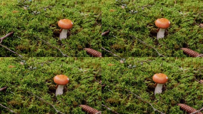 秋林中的红菇