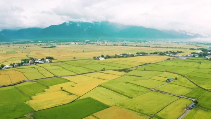 台湾台东县池上乡秋季美景稻田鸟瞰图