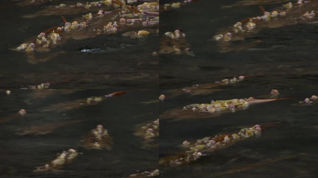 在阿拉斯加水域的海草之间游动的海豹。