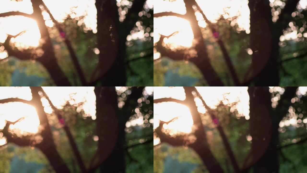 日落在树上，苍蝇飞来飞去。金色的光，用旧镜头拍摄的。