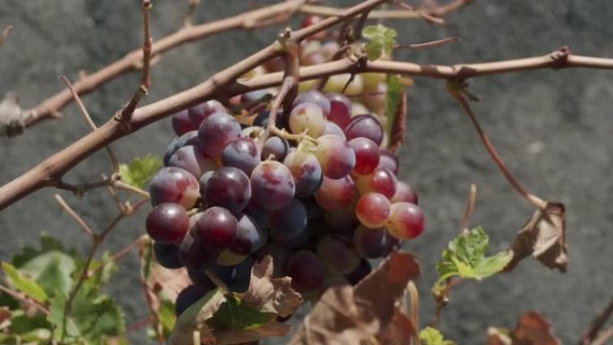 葡萄成熟一些